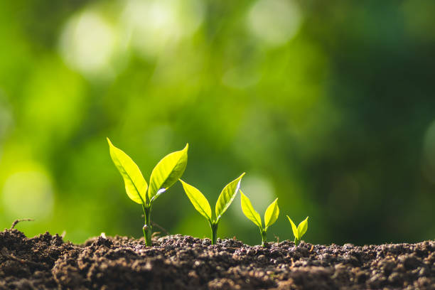 istock small tree sapling Coffee tree Care by hand Natural evening background 1041645212