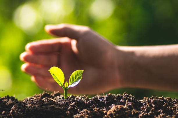 istock small tree sapling Coffee tree Care by hand Natural evening background 1041645228