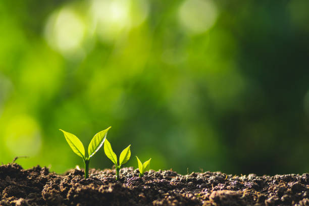 istock small tree sapling Coffee tree Care by hand Natural evening background 1041645258