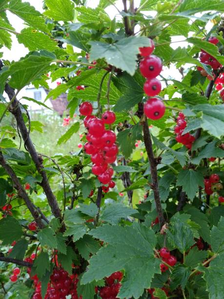 istock Berries red currant, fruits on a bush 1041645298