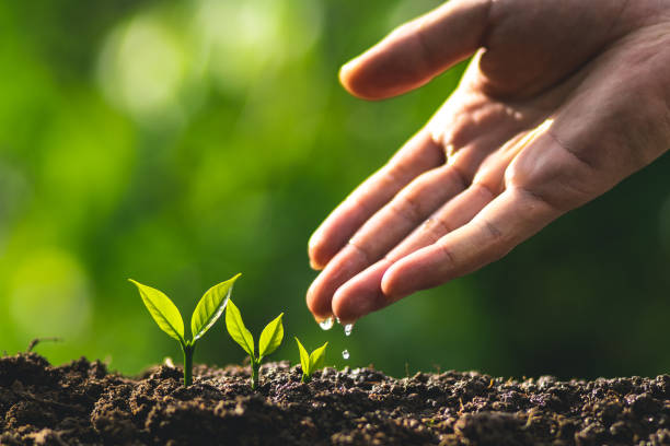 istock small tree sapling Coffee tree Care by hand Natural evening background 1041645316