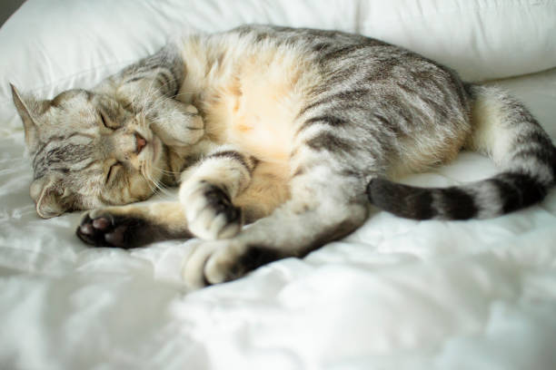 istock cute  cat sleeping on the bed 1041652712