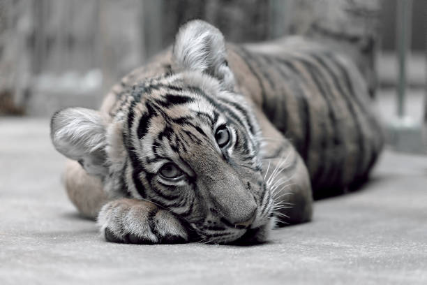 istock Tiger cub lying on the floor 1041654958