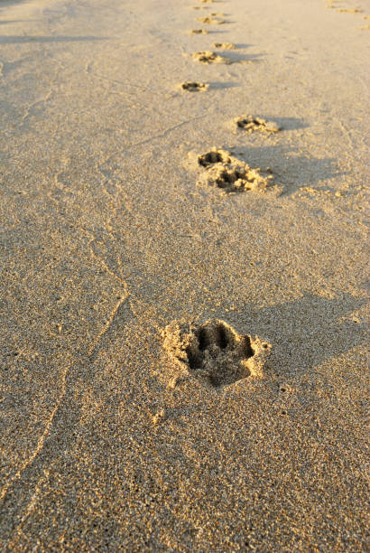 istock dog footprints on the shoreline, vertical 1041663536