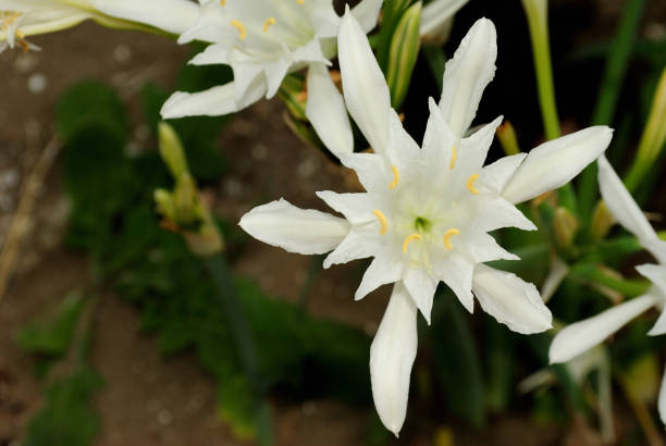 istock sea daffodil or sand lily, directly above 1041663626