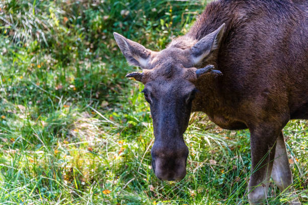 large proboscis of a single adult female north american moose cow in Jackson, WY, United States