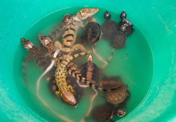 istock Little turtle, lizard and crocodile in green bucket. Amazon animals 1041667066