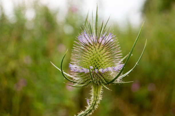 Wild Teasel by the River Stort. The Wild Teasel, or Dipsacus fullonum,  found on the banks of the River Stort by Old Harlow in Essex harlow essex stock pictures, royalty-free photos & images