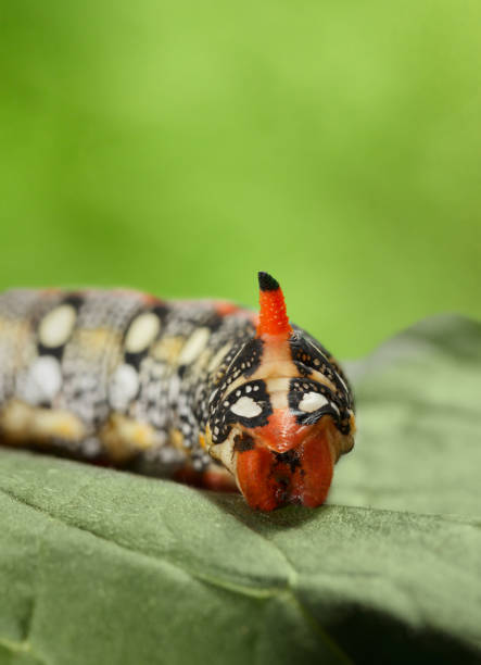 istock False head of caterpillar 1041674026