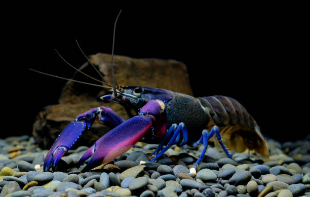 istock crayfish Cherax in the aquarium 1041675954