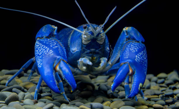 istock crayfish Cherax in the aquarium 1041675976