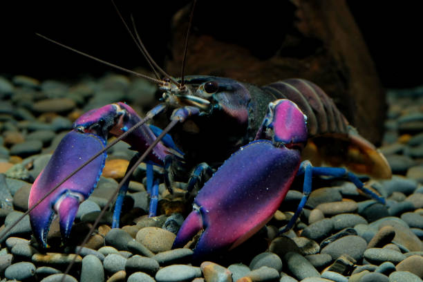 istock crayfish Cherax in the aquarium 1041675982