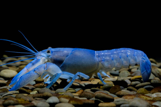 istock crayfish Cherax in the aquarium 1041676018