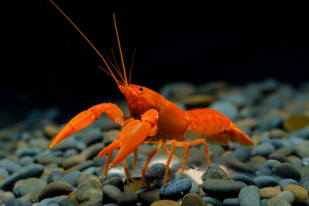 istock crayfish orange Cherax in the aquarium 1041676046