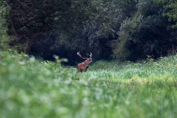 istock Red deer roaring during the rut in autumn 1041676356
