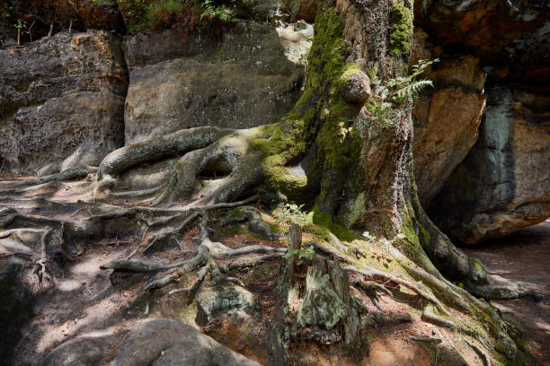 istock tree roots on rocky soil in beautiful forest in Bastei, Germany 1041676918