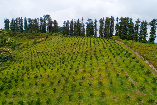 Agricultural plantations on the hillside in Georgia. Aerial photography.