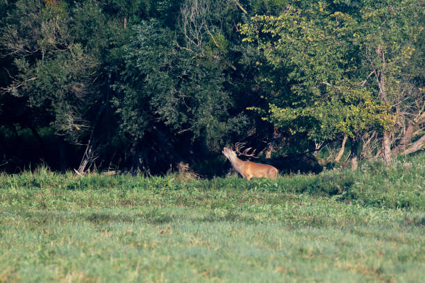 istock Red deer roaring during the rut in autumn 1041680230