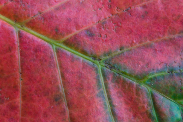istock Multi-colored leaf of an exotic plant close-up. 1041680236
