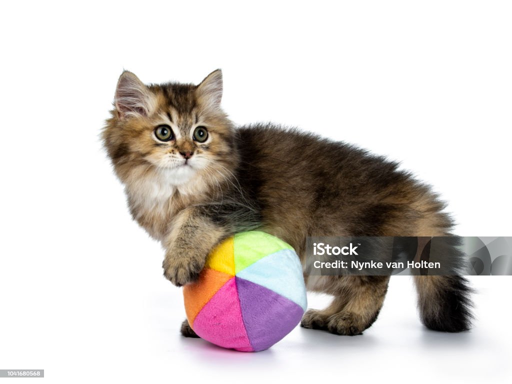 Fluffy chaton British Longhair jouant manières latérales avec un multi couleur de balle molle, à la recherche à la caméra de côté, isolée sur fond blanc - Photo de Animaux de compagnie libre de droits