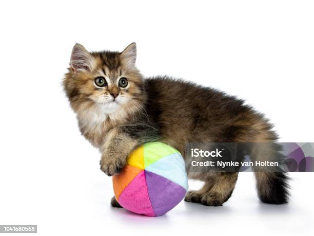 Photo libre de droit de Fluffy Chaton British Longhair Jouant Manières Latérales Avec Un Multi Couleur De Balle Molle À La Recherche À La Caméra De Côté Isolée Sur Fond Blanc banque d'images et plus d'images libres de droit de Animaux de compagnie