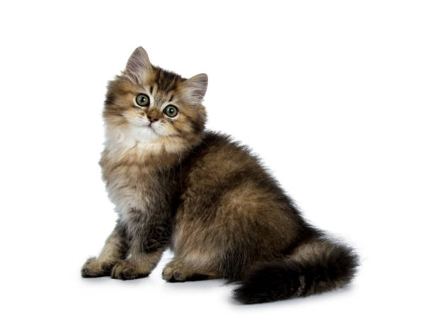 istock Fluffy British Longhair kitten sitting side ways with tail curled to the side, looking towards camera, isolated on white background 1041680594