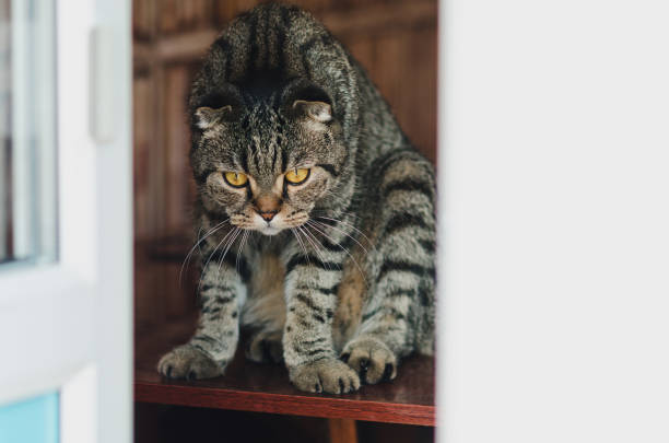 istock Scottish Fold Gray cat eared, at home 1041681372