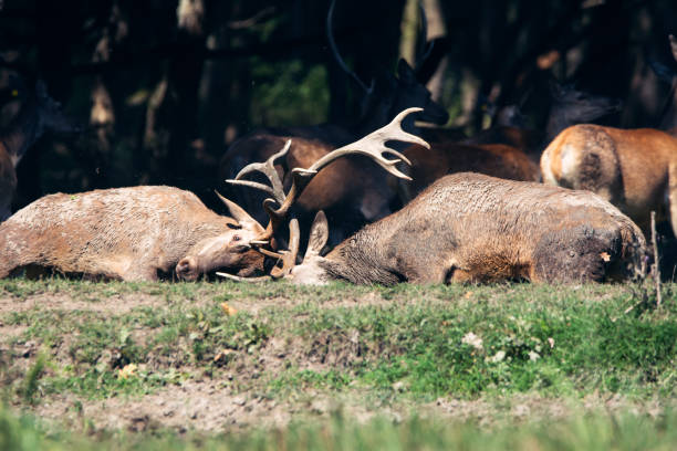istock Two male red deer stags fighting 1041681392