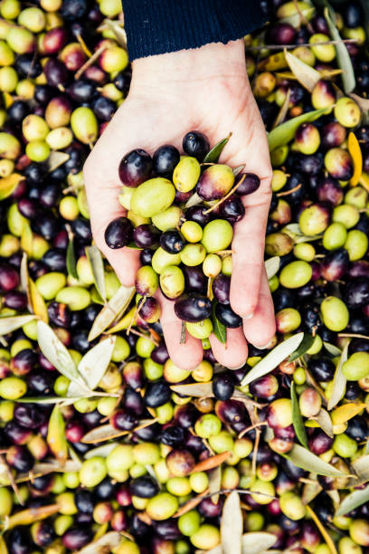 istock hand holding black and green italian olives 1041681502