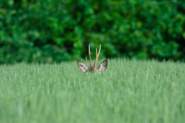 istock Roe buck hidden in a wheat field 1041683782