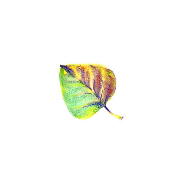istock One dry watercolor colorful autumn leaf. 1041683858