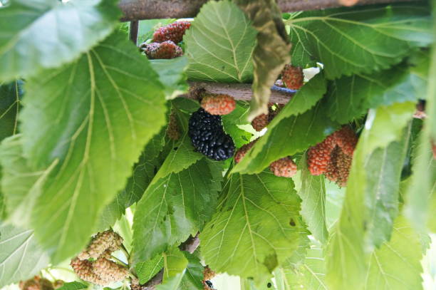 ブッシュの異なる桑の写真 - mulberry bush ストックフォトと画像
