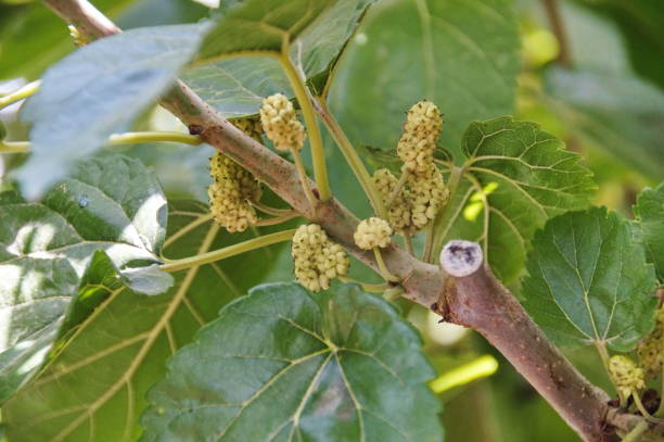 ブッシュの異なる桑の写真 - mulberry bush ストックフォトと画像