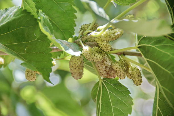 istock photo of different mulberry on a bush 1041691810