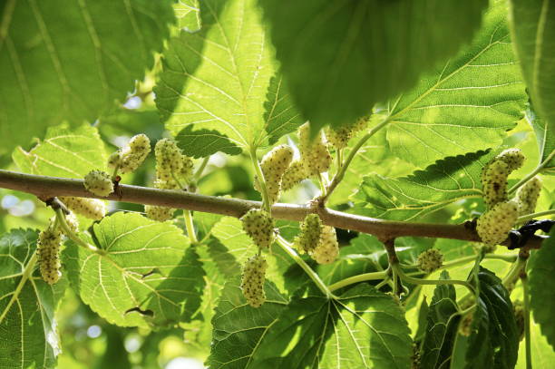 istock photo of different mulberry on a bush 1041691812