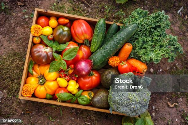 Organic Vegetable Box With Large Cherry Tomatoes Basil Cucumbers Red Onions Broccoli And Avocado Stock Photo - Download Image Now
