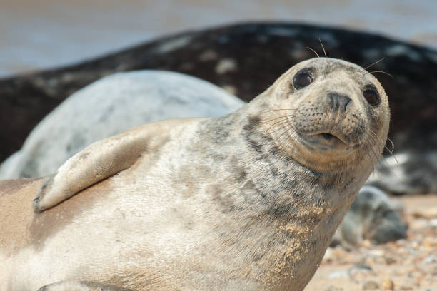 istock close-up of a seal pup 1041692628