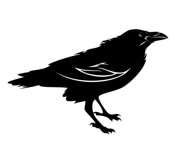 raven bird black vector design standing raven bird black and white vector outline white crow stock illustrations