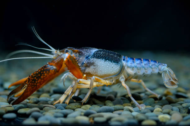 istock crayfish Procambarus clarkii ghost in the aquarium 1041695194