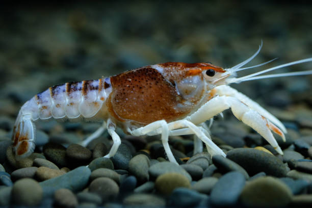 istock crayfish Procambarus clarkii ghost in the aquarium 1041695198
