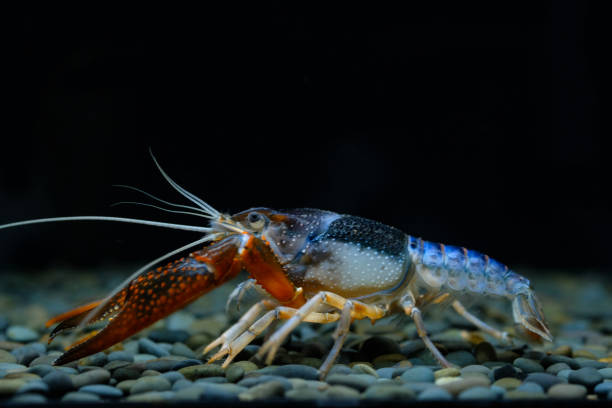 istock crayfish Procambarus clarkii ghost in the aquarium 1041695208