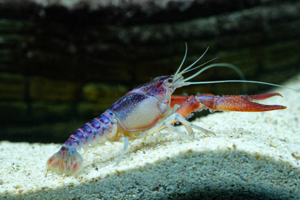 istock crayfish Procambarus clarkii ghost in the aquarium 1041695244