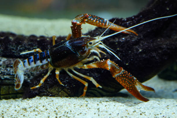 istock crayfish Procambarus clarkii ghost in the aquarium 1041695266