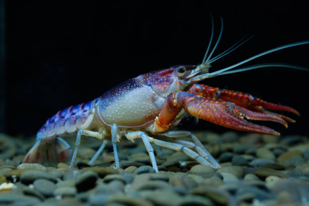 istock crayfish Procambarus clarkii ghost in the aquarium 1041695286
