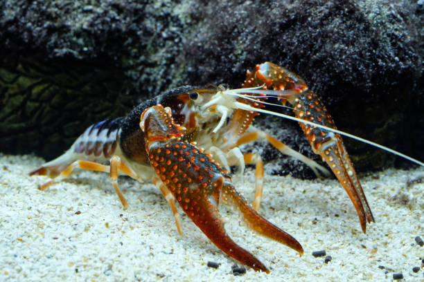 istock crayfish Procambarus clarkii ghost in the aquarium 1041695422