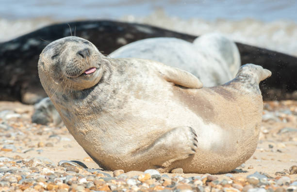 glücklich seal pup - east anglia fotos stock-fotos und bilder