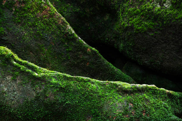 Texture of green moss on big old tree roots.
