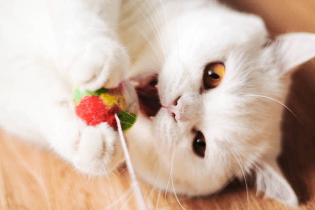istock A white cat playing The ball inside the House. 1041695754
