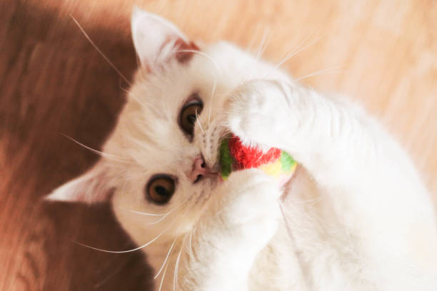 istock A white cat playing The ball inside the House. 1041695832