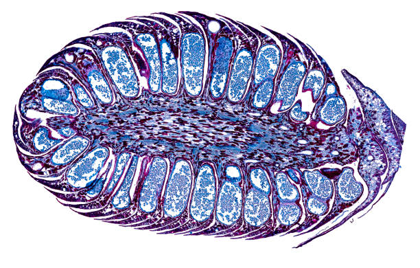 istock pine male cone - cross section cut under the microscope 1041705136